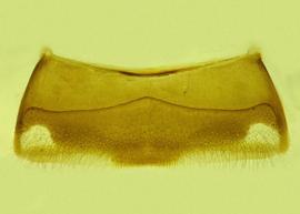   Anthidium cockerelli  male, ventral view of fourth sternum (S4), photo from Gonzalez and Griswold 2013 
